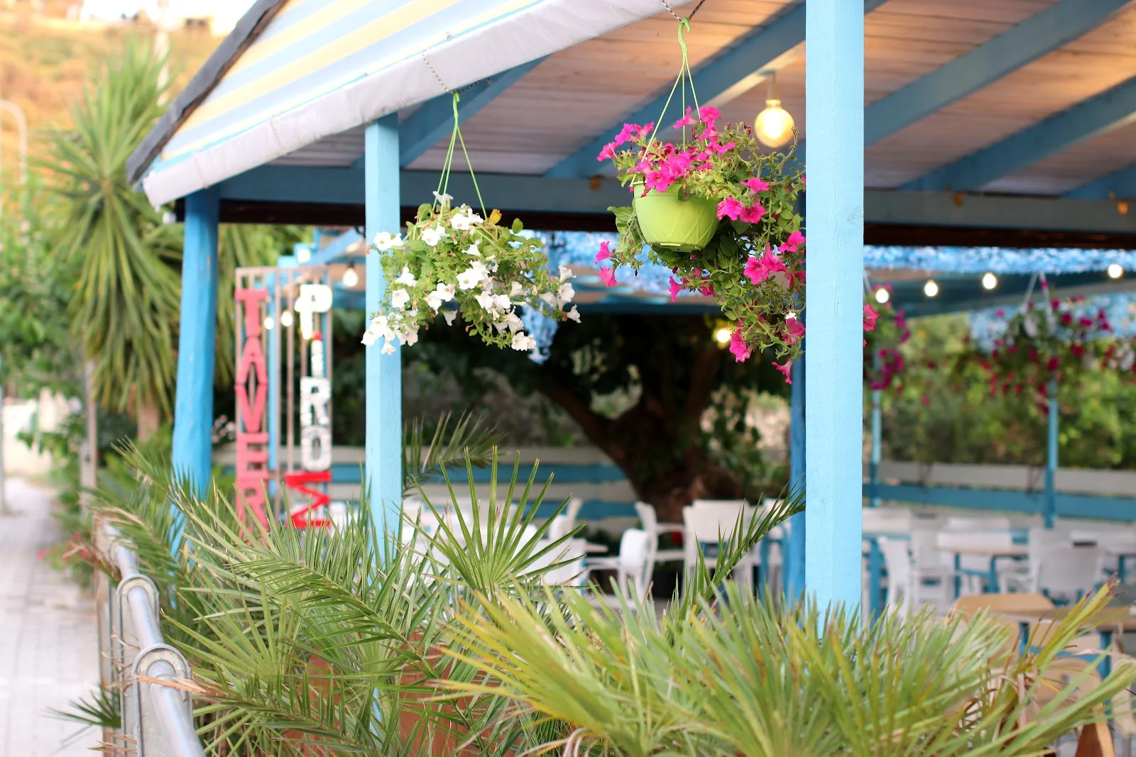 Hanging pink and white petunias over the blue pergola and Taverna Pirosia sign near the Himarë seafront